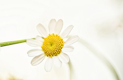 Vintage-style daisy.