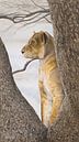 Leeuw in een boom schilderij van Russell Hinckley thumbnail