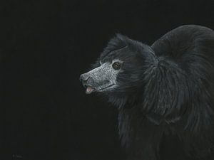 Lippenbär, Melursus ursinus