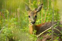 Reegeit in de Dordtsche Biesbosch