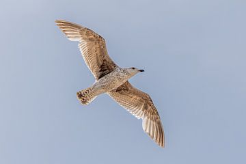 Vrije Vlucht: Meeuw in de Blauwe Hemel van Triki Photography
