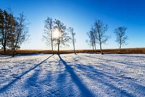Bäume am Bodden bei Wieck auf dem Fischland-Darß im Winter