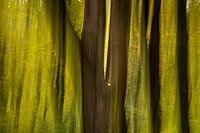 La forêt en mouvement