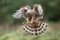 Hawk in the attack
