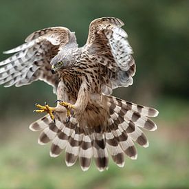 Falke im Angriff von Martina van Raad