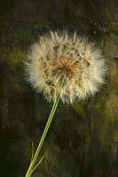 Still Life with Flower. Fluff ball 1