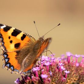 Schmetterling von Anneke Kroonenberg