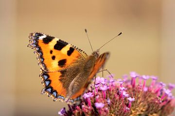 vlinder van Anneke Kroonenberg