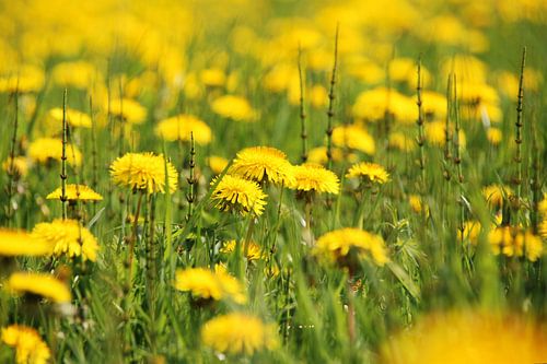 Een mooie combi van paardenbloemen en paardenstaart