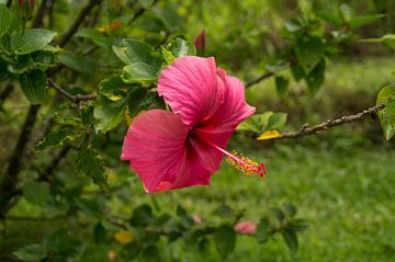 Hibiscus rosa-sinensis van Andrea Ooms