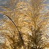 Herbe de la pampa dorée, nuages ​​et lumière du soleil 3 sur Adriana Mueller
