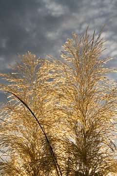 Herbe de la pampa dorée, nuages ​​et lumière du soleil 3