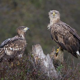 No apace for you mate "White-tailed eagles" by Harry Eggens