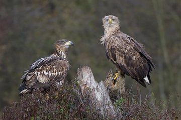 No apace for you mate "White-tailed eagles" by Harry Eggens