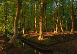 Zonsopkomst Sterrenbos - Vosbergen - Eelde - Drenthe (Nederland)