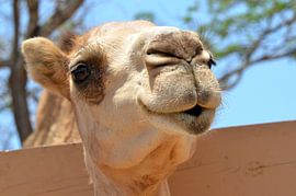 Camel in Aruba by Karel Frielink