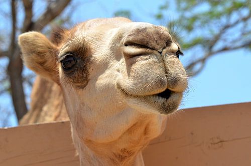 Kameel in Aruba