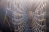 Spider web with rainbow