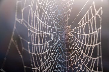 Spinnenweb met regenboog van Author Sim1