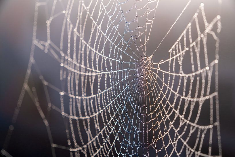 Spider web with rainbow by Author Sim1