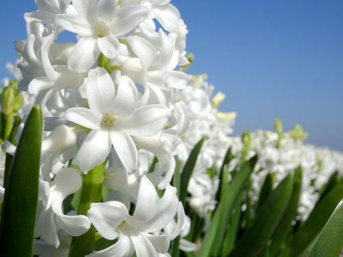 Field of hyacinths