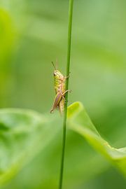 Grashüpfer im Grünen