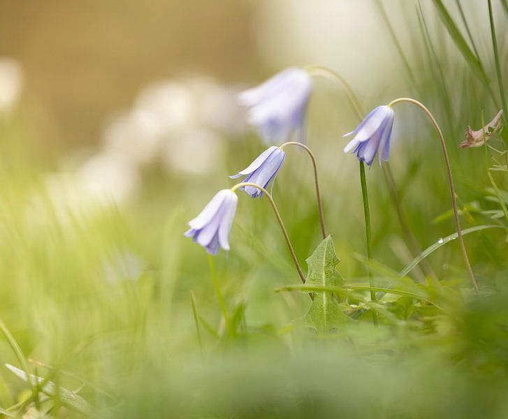 The purple wood anemone in the spring sunshine. by Robby's fotografie