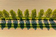 Weg in een landelijk landschap van bovenaf gezien van Sjoerd van der Wal Fotografie thumbnail