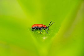red bacon beetle on a leaf by Hans-Jürgen Janda