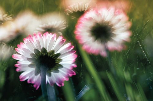 In the fairy-tale land of daisies