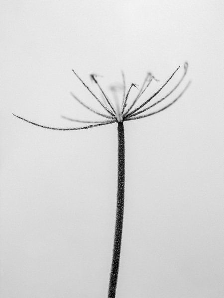 Amid the Flowers 4 by Teis Albers