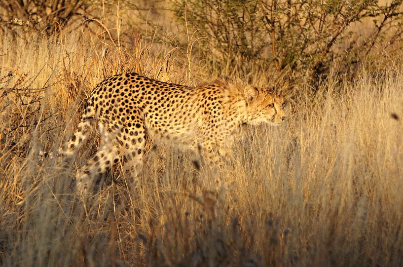 Jagende Cheetah in de Kalahari woestijn van Job Moerland