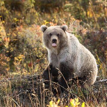 Grizzly bear in autumn colors by Menno Schaefer