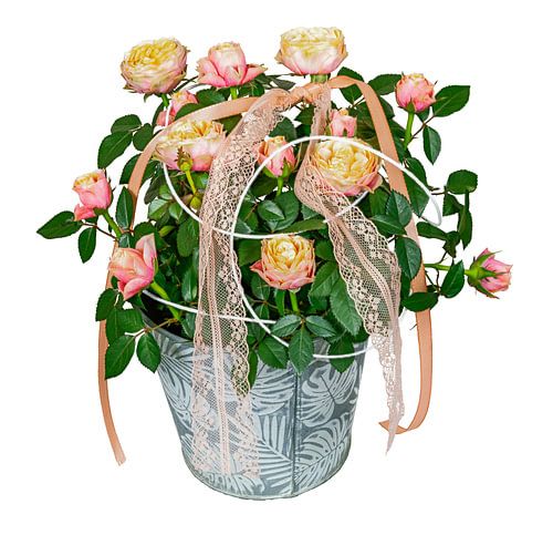 Un seau planté d'un rosier sur un fond blanc