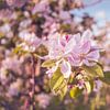 Le printemps dans le verger VI - Fleurs de pommier roses dans la lumière dorée du soir sur Daan Duvillier | Dsquared Photography