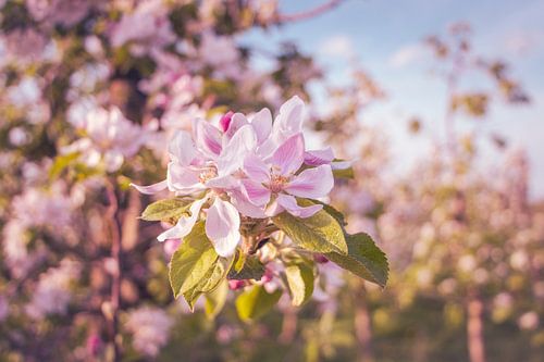 Le printemps dans le verger VI - Fleurs de pommier roses dans la lumière dorée du soir