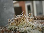 Mos landschapje in de winter von Colette Jut Miniaturansicht