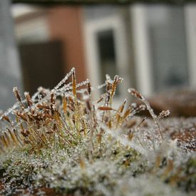 Mos landschapje in de winter sur Colette Jut