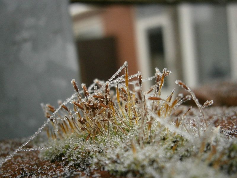 Mos landschapje in de winter von Colette Jut