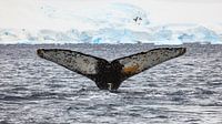 The fluke of a humpback whale by Roland Brack thumbnail