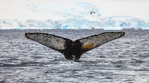 The fluke of a humpback whale