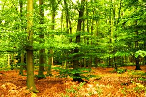 forêt