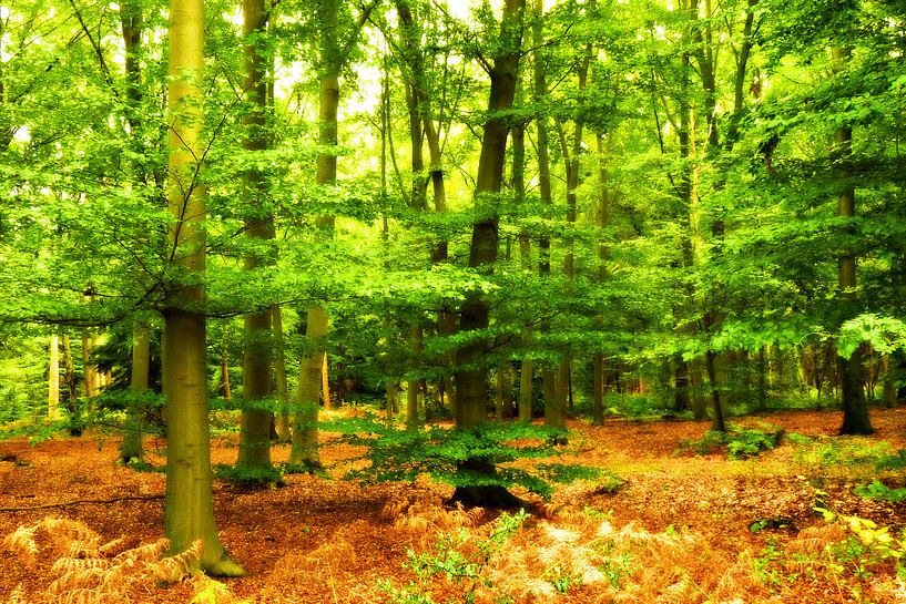 forêt par Jessica Berendsen