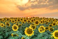 Zonnebloemenveld met zonsondergang