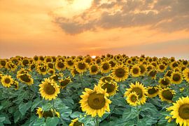 Sunflower field with sunset by robertjan boonstra