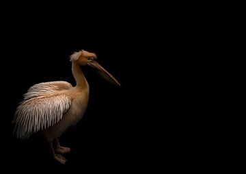 Pink Pelican 2 by Jan Eijk