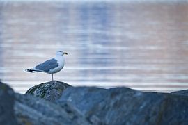 Zeemeeuw op een steen aan het fjord in Noorwegen
