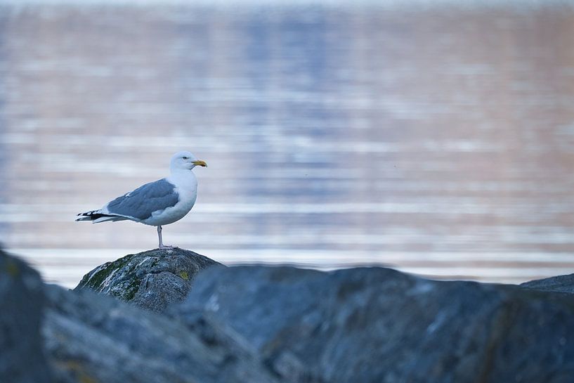Zeemeeuw op een steen aan het fjord in Noorwegen van Martin Köbsch