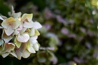 Hortensia paysan dans la lumière du matin
