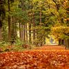 Herfstbos van Bram van Broekhoven
